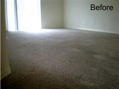 Carpet Cleaning Tampa